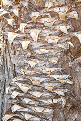 Bark of Multi-headed Dragon (Yucca filifera)