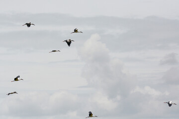 Anastomus oscitans is flying on a sky