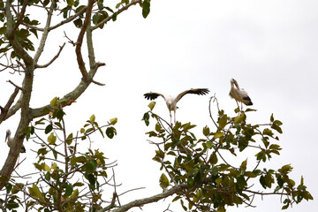 Anastomus oscitans is on a branch