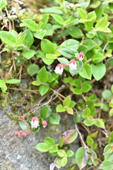 アカモノ（赤物）はツツジ科シラタマノキ属の常緑小低木。別名はイワハゼ（岩黄櫨）。北海道、本州（主に近畿以北の日本海側）、四国の低山帯〜亜高山帯の日当たりのよい場所に生える。

高さは10〜30cm。花は白〜淡い桃色。花の大きさは6〜8mmで釣鐘形、縁が小さく5つに裂け、軽くカールしている。萼はあざやかな赤色をしている。花期は5〜7月。