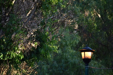 Park & Lamp I.