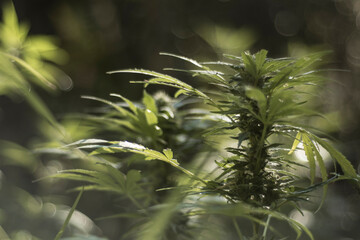 close up of hemp buds