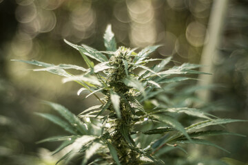 close up of marijuana