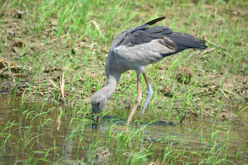 Anastomus oscitans is on a water and get some eat in a water