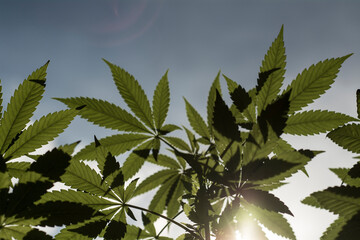 cannabis leaf background