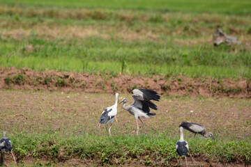 Anastomus oscitans is on a grass