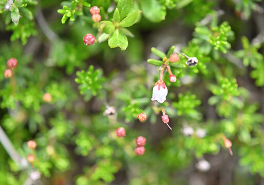 ツガザクラ（栂桜、学名:Phyllodoce nipponica Makino）はツツジ科ツガザクラ属の常緑小低木。日本の固有種で、本州（福島県から鳥取県）および四国（愛媛県）に分布し[1]、高山の岩場に生育する。茎は地面を這い、上部が斜上し、高さは10-20cmになる。葉は密に互生し、線形で、長さ4-7mm、幅1.5mmになり、縁にはまばらな微鋸歯がある。花期は7-8月。