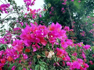 pink flowers in the garden
