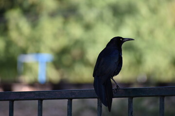 Crow I.