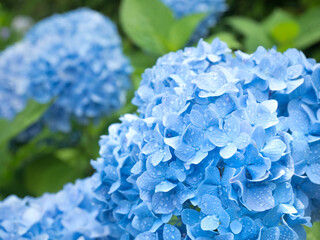 雨上がりのアジサイの花