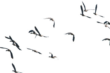 a flock of Lesser Whistling Duck is flying
