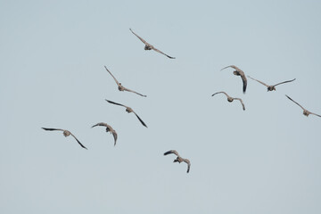 a flock of Lesser Whistling Duck is flying