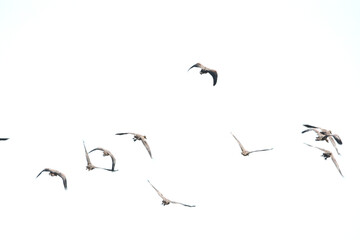 a flock of Lesser Whistling Duck is flying