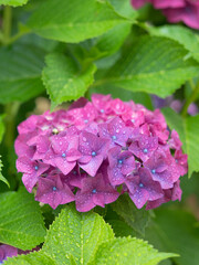 雨上がりのアジサイの花