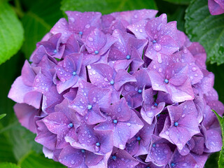 雨上がりのアジサイの花