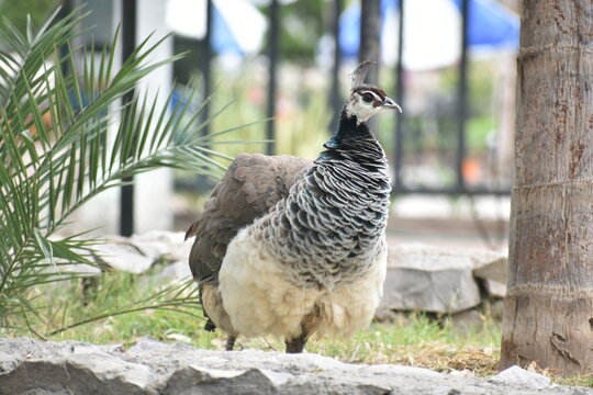 Female Peacock III.