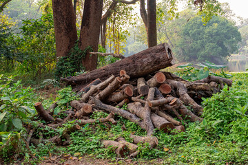 Pile or heap of cut tree trunks on the ground or soil at Acharya Jagadish Chandra Bose Indian Botanic Garden located at Shibpur, Howrah, West Bengal, India