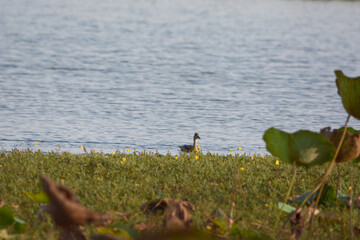 a Lesser Whistling Duck is on a water grass