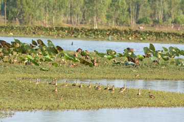 a Lesser Whistling Duck is on a water grass