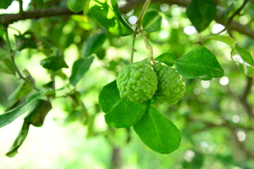 fresh green bergamot on tree