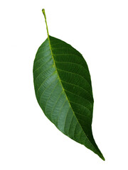 hoja de nogal