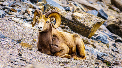 Bighorn Sheep laying down in Jasper National Park, Alberta