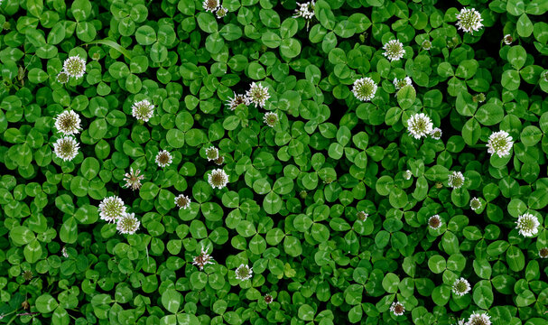 A patch of clover spotted with white flowers