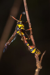 Close up image of yellow paper wasp on a twig