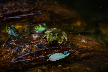 Three green frogs sitting on a rusty pipe in the water
