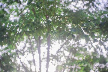 green leaves in the morning sun