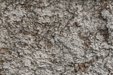 Photo of an old rough stone wall with bulging, rough growths.