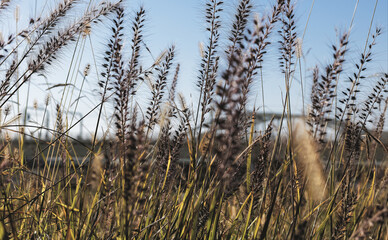 Fototapeta premium Selective focus on tall blades of golden grass on a clear summer afternoon with a arched bridge in the background