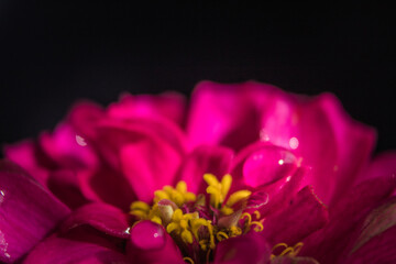 Close up of zinnia flowers head isolated on black background