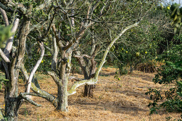 Lemon tree 
