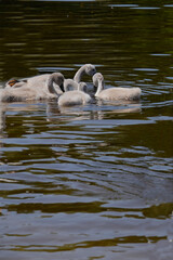 Grey, furry, small baby swans. Little swans are splashing in the water. Migratory bird. Feathery. Close-up view.