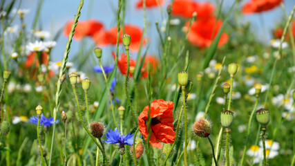 Poppies, daisies, blue cornflowers and green grass in the meadow.  Blooming, summer plants. Wildlife. Flora.