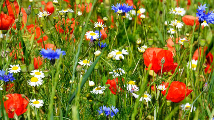 Field, various, wild flowers on the field. Close up. Red, purple, white, green, blue, azure. Daisies, cornflowers, poppies, blades of grass. A beautiful, multi-colored image. Summer landscape.