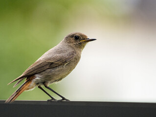 female black redstart bird on the fence