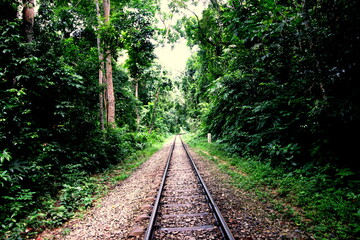 Empty railroad track leading into wild green forest background in Lawachara National Park  Maulvibazar, Bangladesh. Narrow-gauge railway going into distance on nature. Travel tourism summer vacation. 
