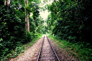 Fototapeta na wymiar Empty railroad track leading into wild green forest background in Lawachara National Park Maulvibazar, Bangladesh. Narrow-gauge railway going into distance on nature. Travel tourism summer vacation. 