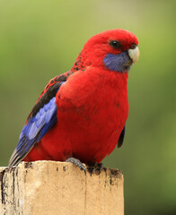 Pretty Crimson Rosella (Platycercus elegans), a native Australian parrot, perched on a wooden post.