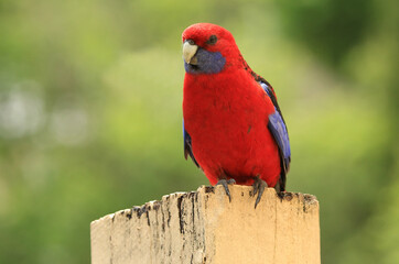 Pretty Crimson Rosella (Platycercus elegans), a native Australian parrot, perched on a wooden post.
