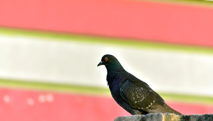 Domestic Pigeon with a sharp look