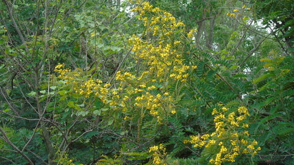 green grass with yellow leaves