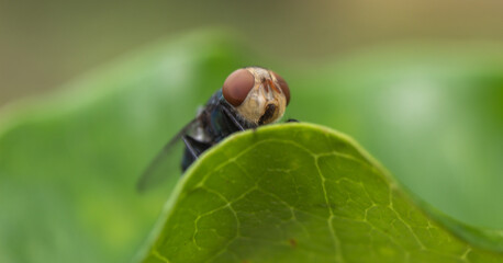 macro scene of a housefly on green leaf with nature background