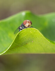 Macro scene of a housefly on green leaf with nature background
