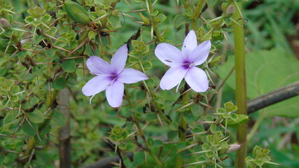 spring flowers in the garden