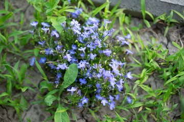 forget me not flowers