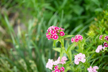 pink flowers on green grass