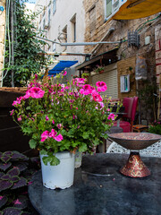 A pot of Pelargonium flower on a table in Akko old city. 
